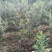 蓝莓苗瑞卡，蓝丰，北蓝北陆大棚栽植蓝莓品种