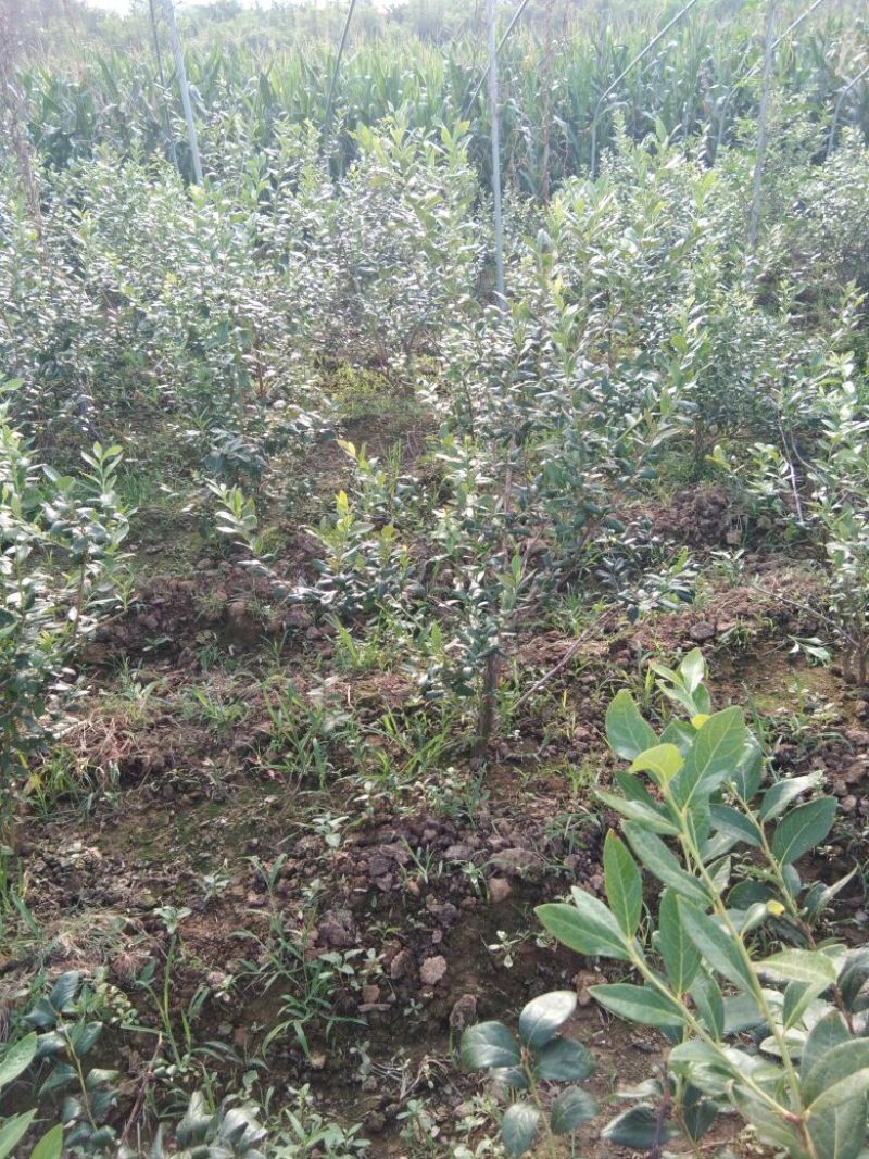 蓝莓苗瑞卡，蓝丰，北蓝北陆大棚栽植蓝莓品种