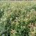 蓝莓苗瑞卡，蓝丰，北蓝北陆大棚栽植蓝莓品种