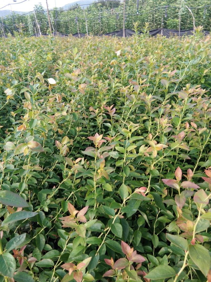 蓝莓苗瑞卡，蓝丰，北蓝北陆大棚栽植蓝莓品种
