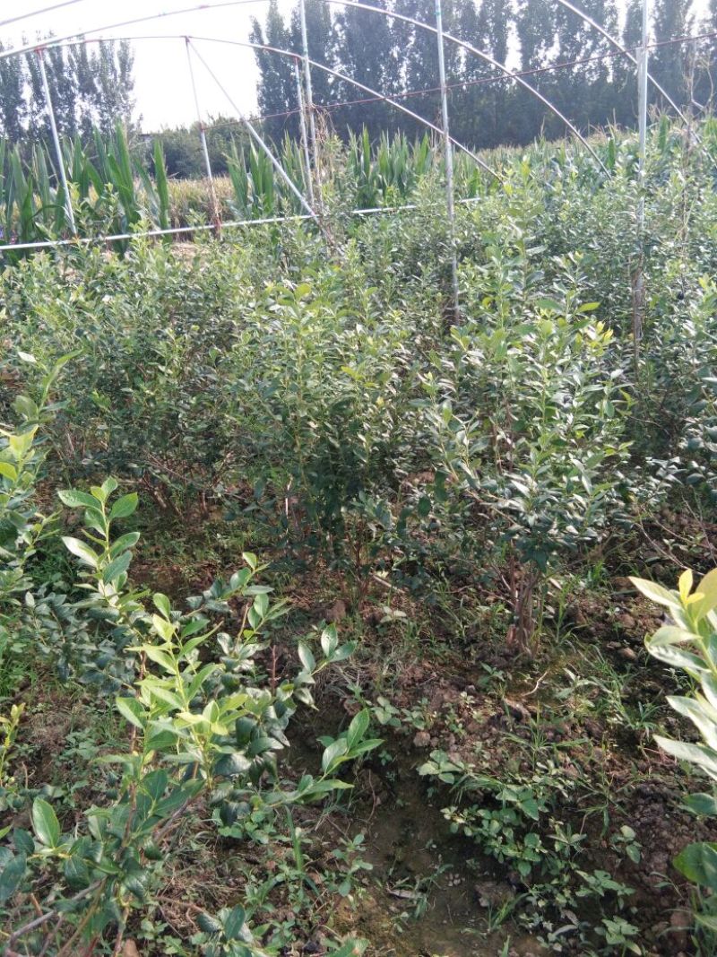 蓝莓苗瑞卡，蓝丰，北蓝北陆大棚栽植蓝莓品种