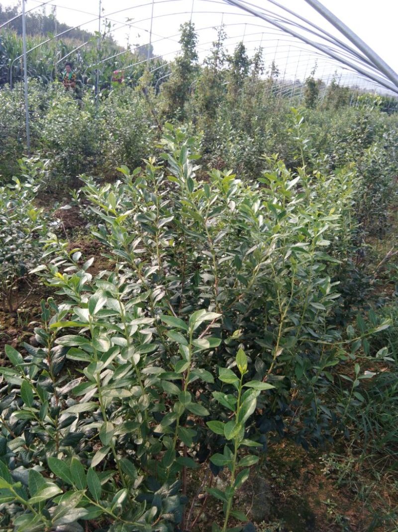 蓝莓苗瑞卡，蓝丰，北蓝北陆大棚栽植蓝莓品种