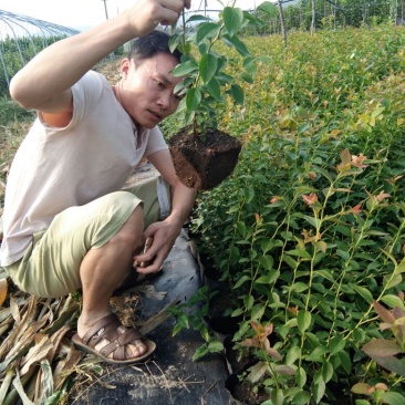 蓝莓苗瑞卡，蓝丰，北蓝北陆大棚栽植蓝莓品种