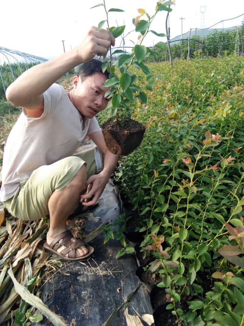 蓝莓苗瑞卡，蓝丰，北蓝北陆大棚栽植蓝莓品种