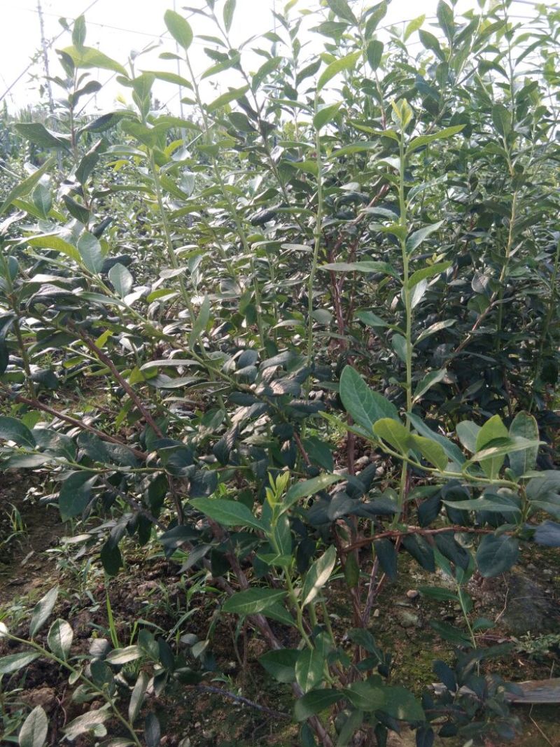 蓝莓苗瑞卡，蓝丰，北蓝北陆大棚栽植蓝莓品种