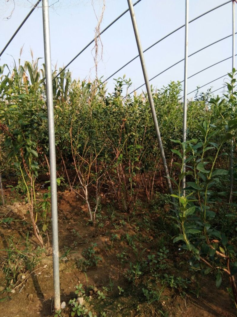 蓝莓苗瑞卡，蓝丰，北蓝北陆大棚栽植蓝莓品种