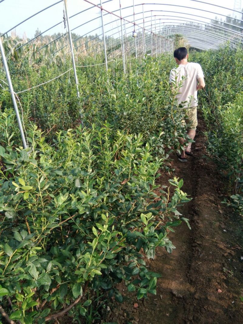 蓝莓苗瑞卡，蓝丰，北蓝北陆大棚栽植蓝莓品种
