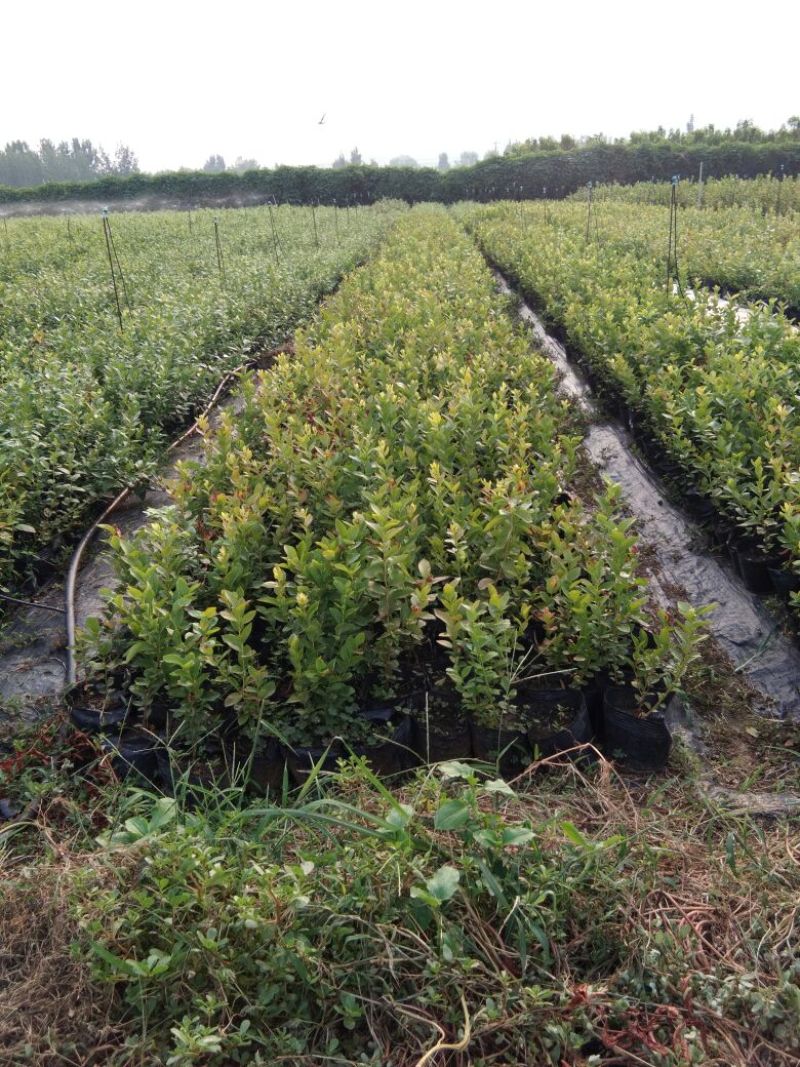 蓝莓苗瑞卡，蓝丰，北蓝北陆大棚栽植蓝莓品种