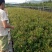 蓝莓苗瑞卡，蓝丰，北蓝北陆大棚栽植蓝莓品种
