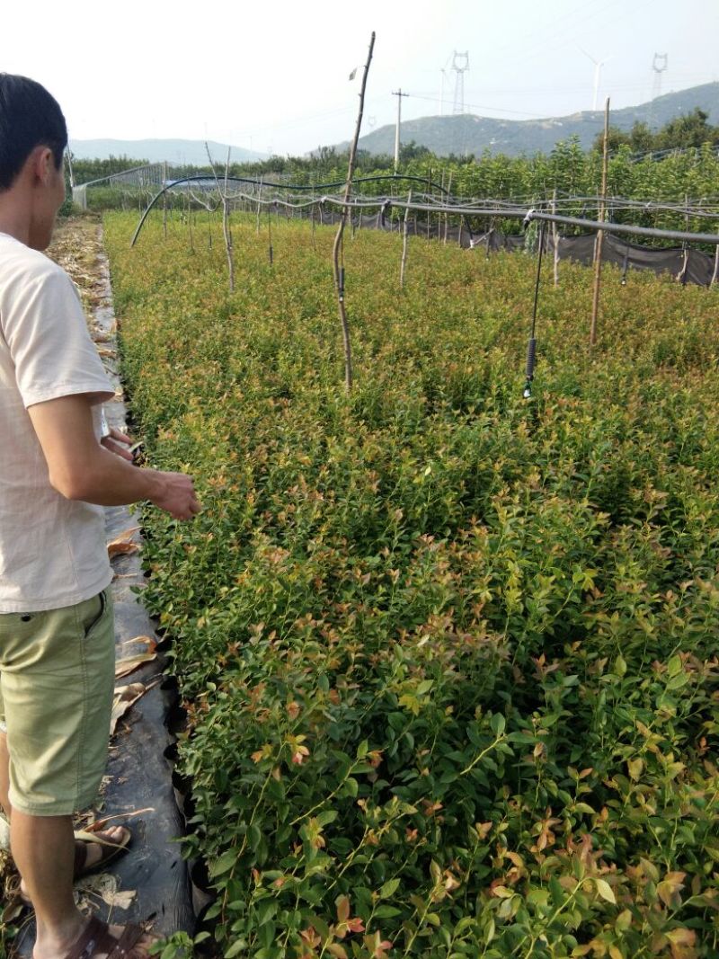 蓝莓苗瑞卡，蓝丰，北蓝北陆大棚栽植蓝莓品种