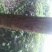 国槐2~3米8~10cm8~10cm