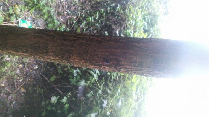 国槐2~3米8~10cm8~10cm
