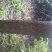 国槐2~3米8~10cm8~10cm