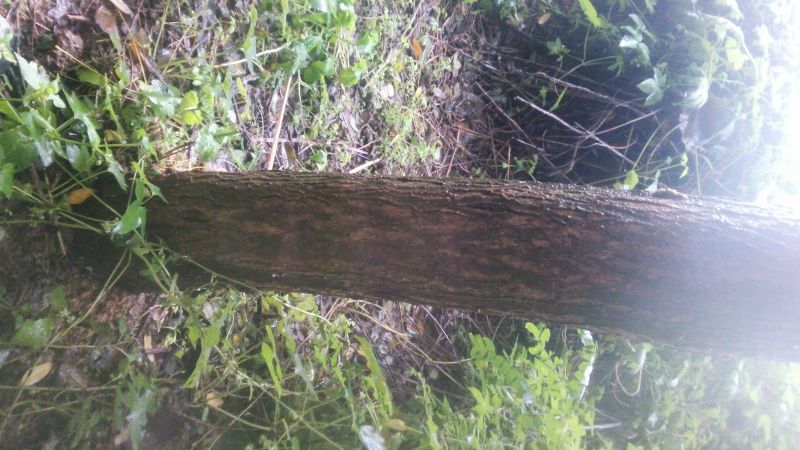 国槐2~3米8~10cm8~10cm