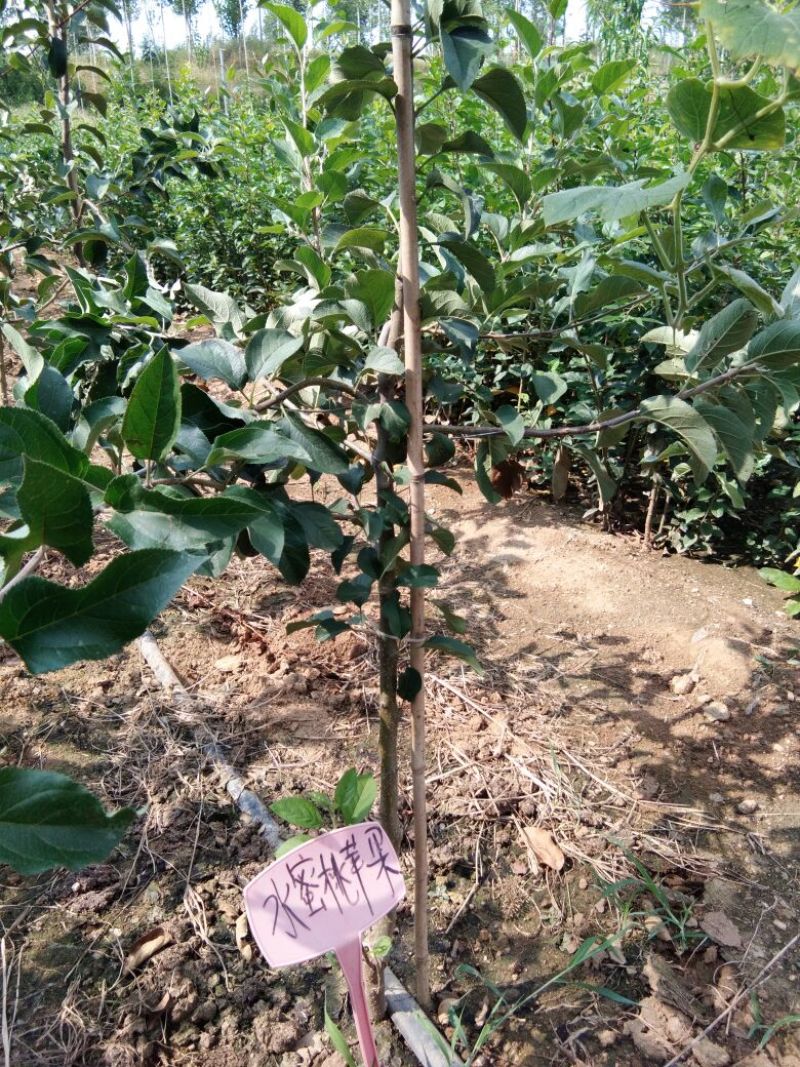 红富士苹果苗烟福8号苹果苗苹果苗新品种苹果苗育苗基地