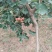山楂树3公分山楂树大山楂树山楂苗大五楞山楂树苗