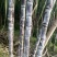 黑皮甘蔗4~5cm2.5~3米