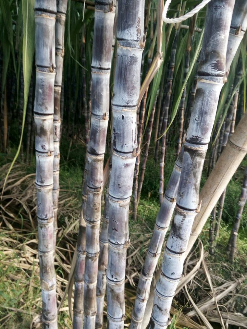 黑皮甘蔗4~5cm2.5~3米
