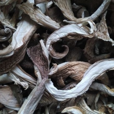 干平菇干度好，杂质少，