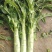 红叶香莴苣1.5~2斤50~60cm