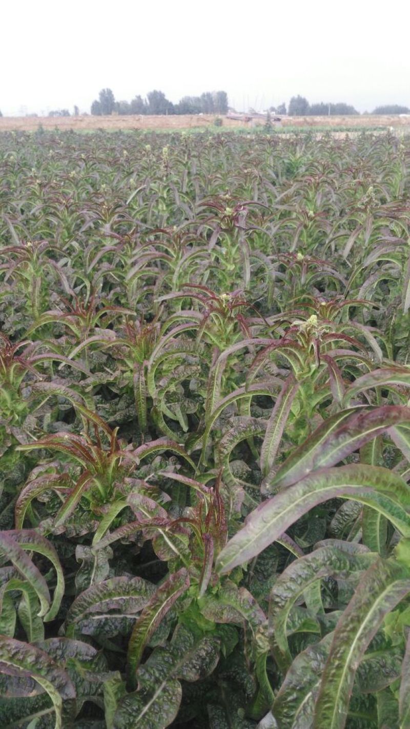 红叶香莴苣1.5~2斤50~60cm