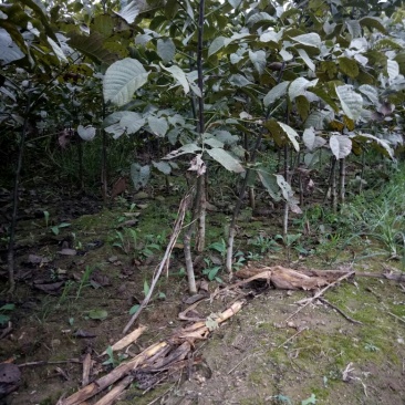 核桃苗一年苗50~100cm