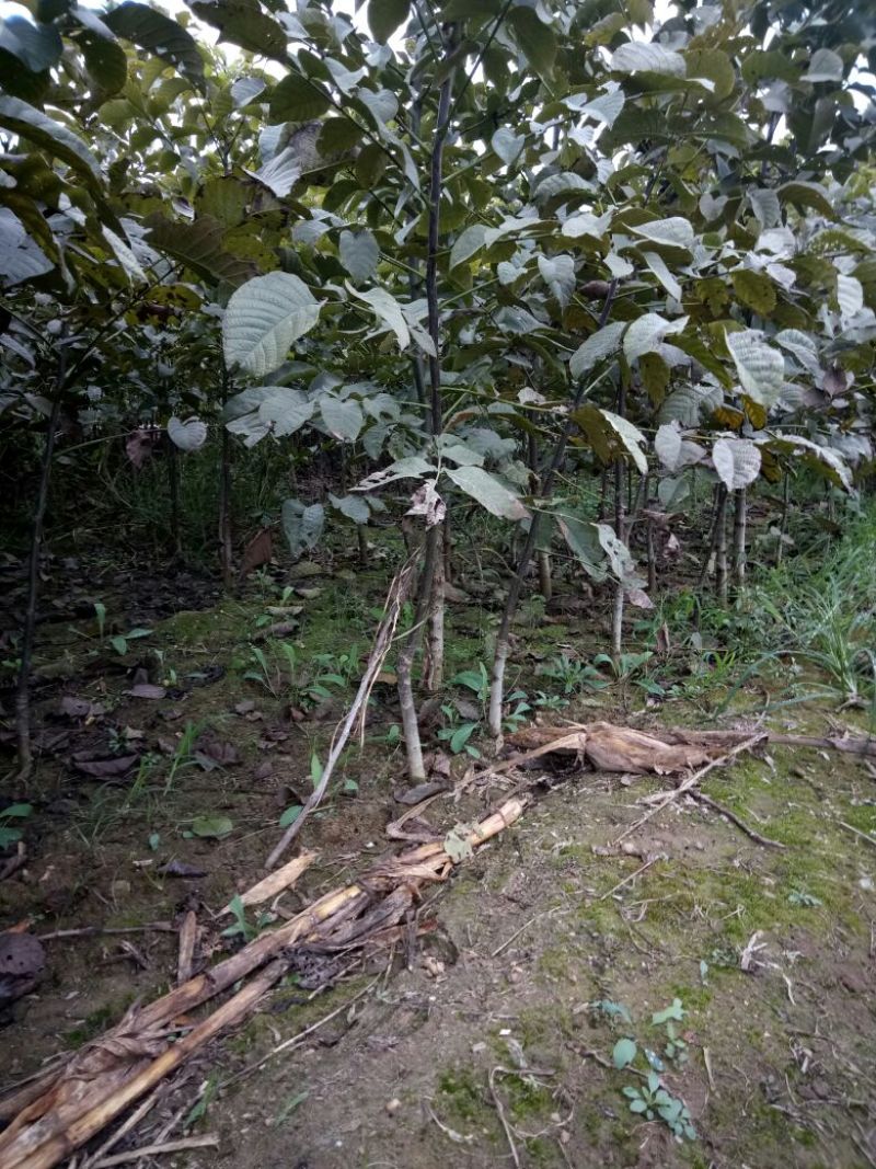 核桃苗一年苗50~100cm