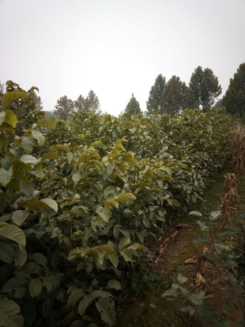 核桃苗一年苗50~100cm