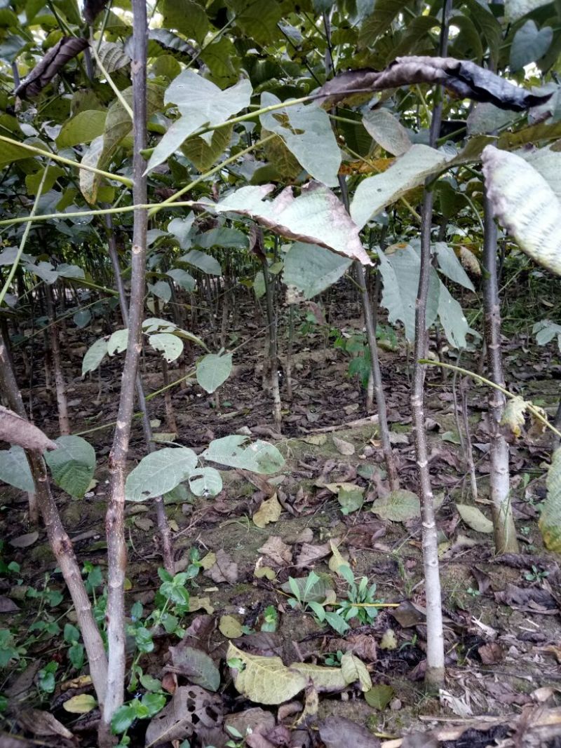 核桃苗一年苗50~100cm