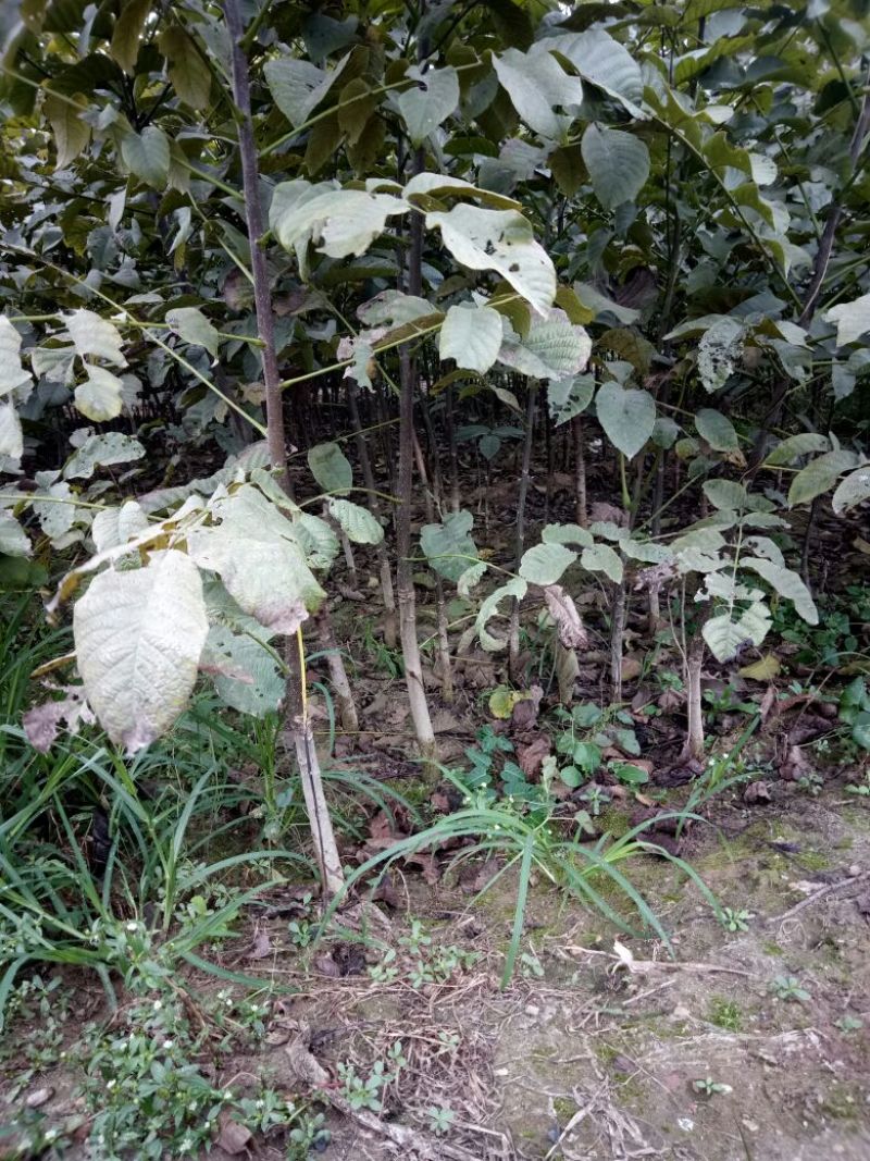 核桃苗一年苗50~100cm