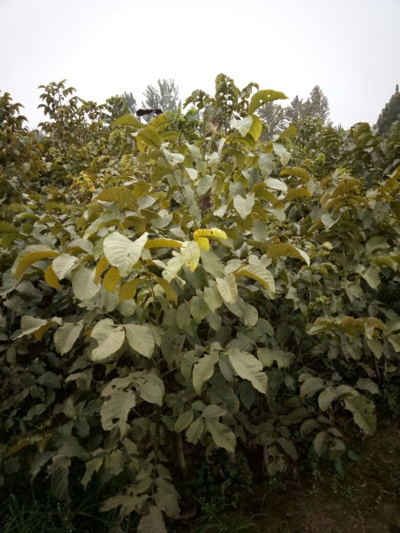 核桃苗一年苗50~100cm