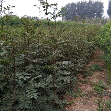 花椒苗大红袍花椒苗花椒苗新品种花椒苗基地