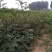 花椒苗大红袍花椒苗花椒苗新品种花椒苗基地