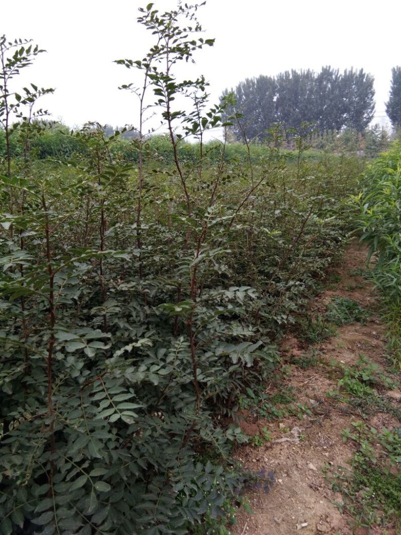 花椒苗大红袍花椒苗花椒苗新品种花椒苗基地