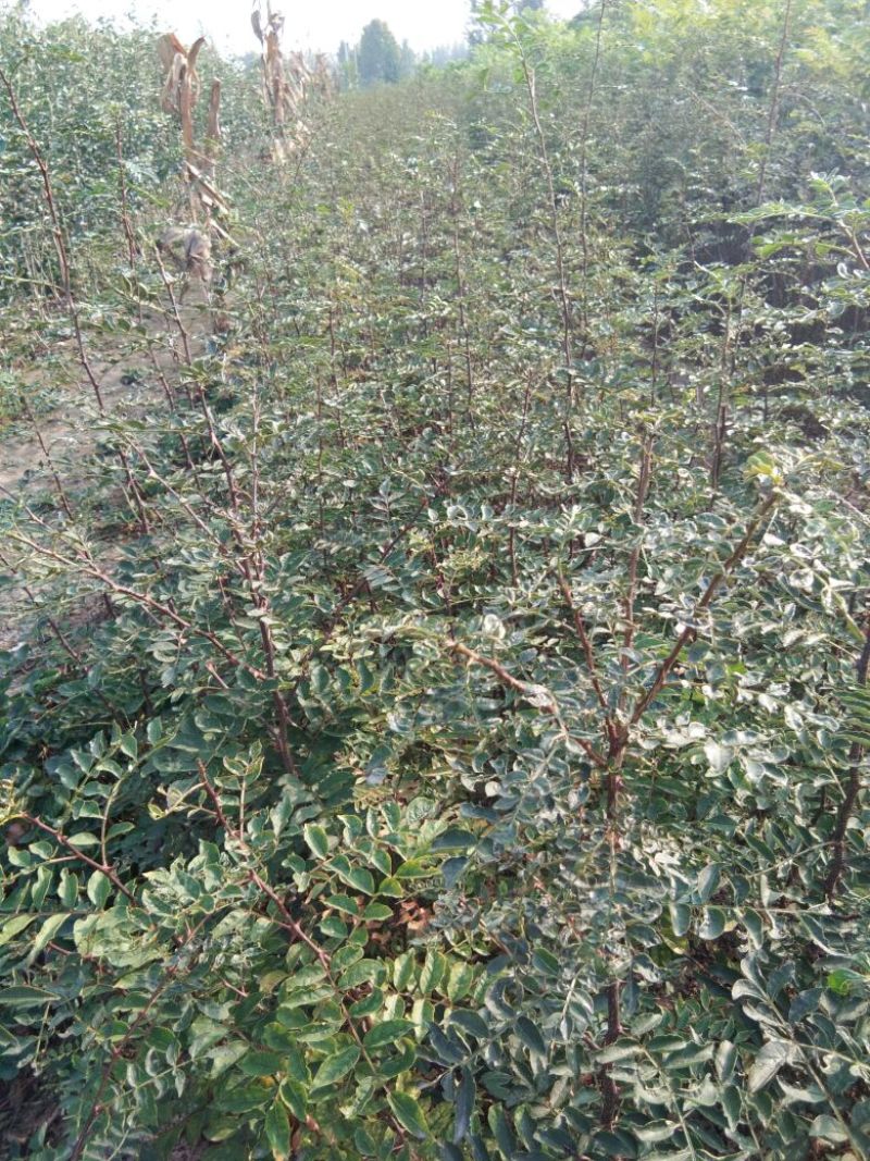 花椒苗大红袍花椒苗花椒苗新品种花椒苗基地