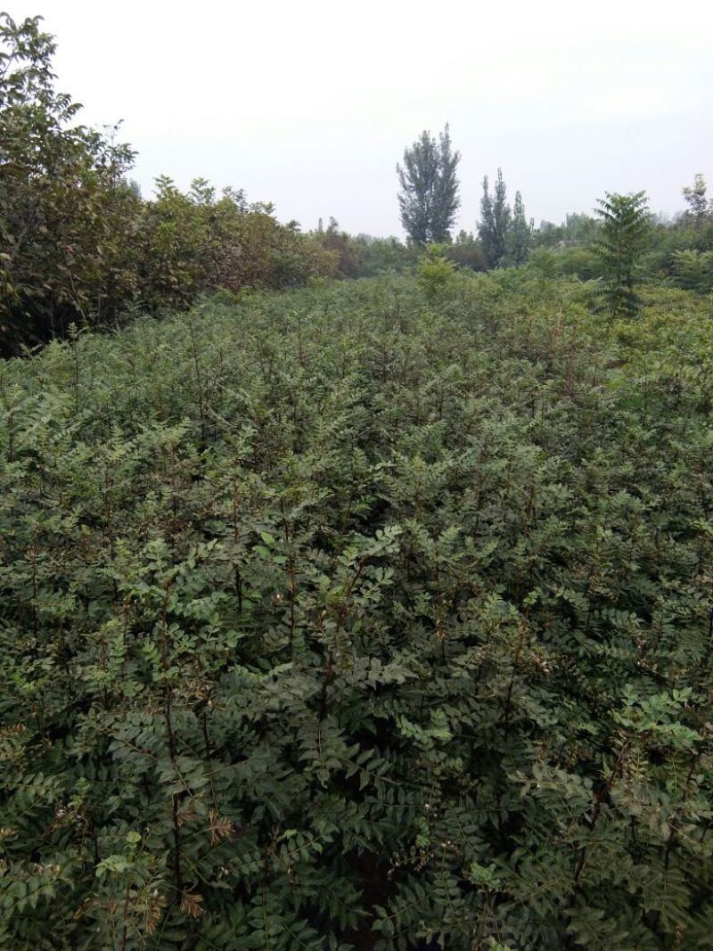 花椒苗大红袍花椒苗花椒苗新品种花椒苗基地