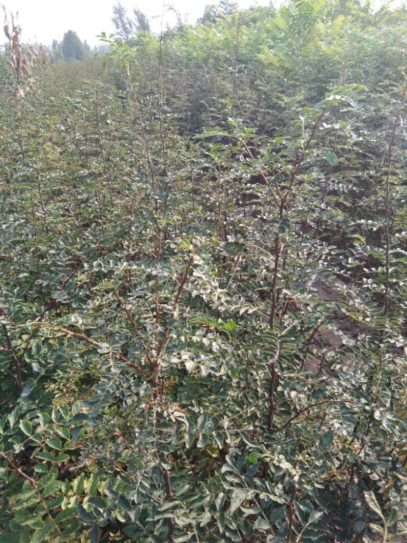 花椒苗大红袍花椒苗花椒苗新品种花椒苗基地