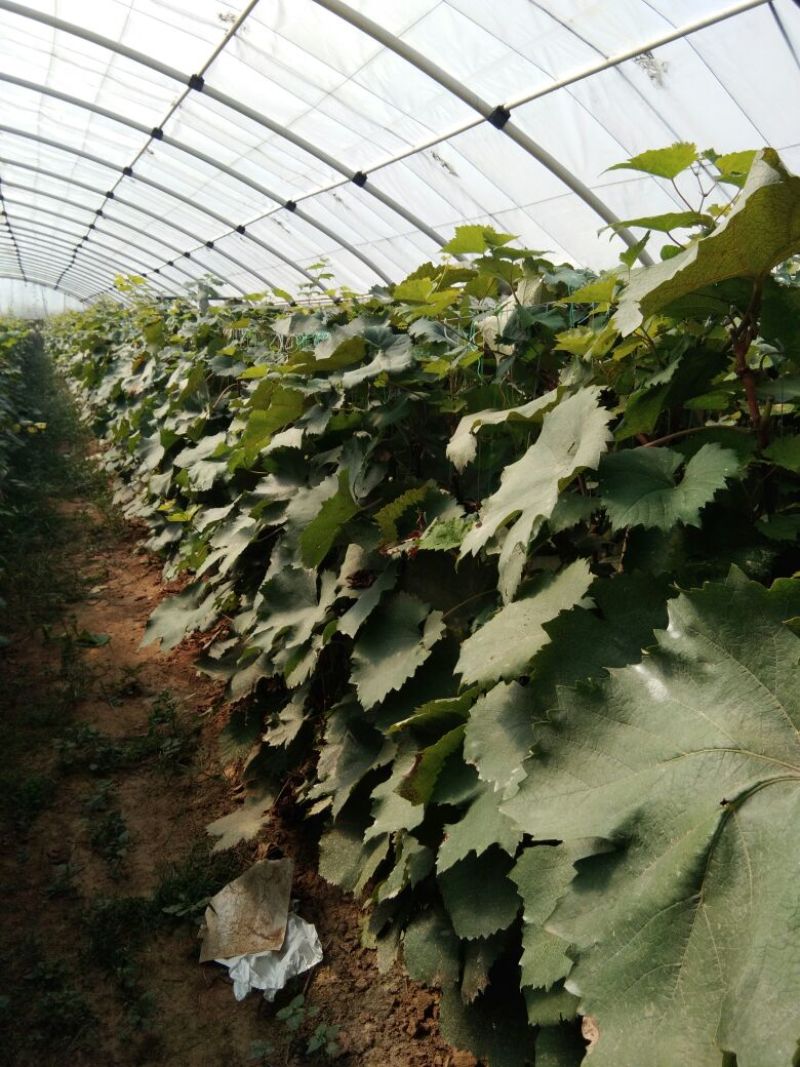 葡萄苗巨峰葡萄苗葡萄苗新品种葡萄苗批发
