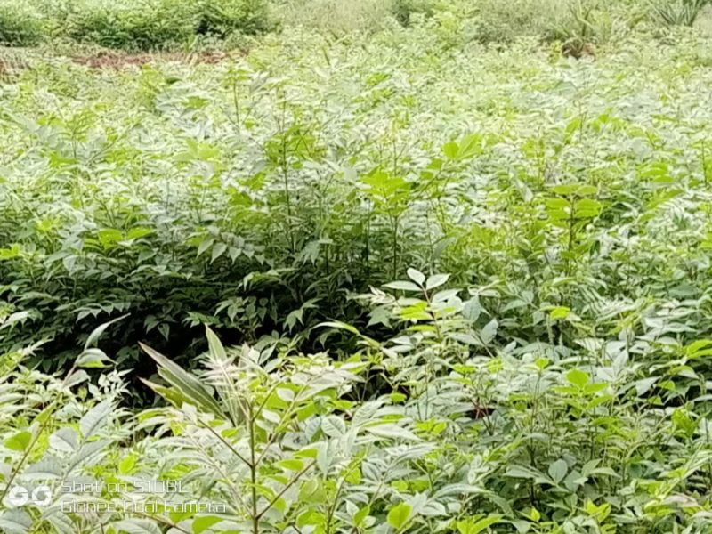黄柏苗耐寒性强成活率高