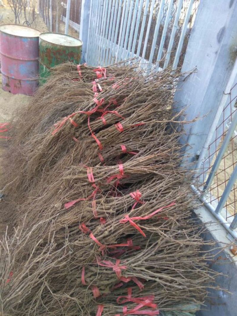 葡萄苗巨峰葡萄苗葡萄苗新品种葡萄苗批发