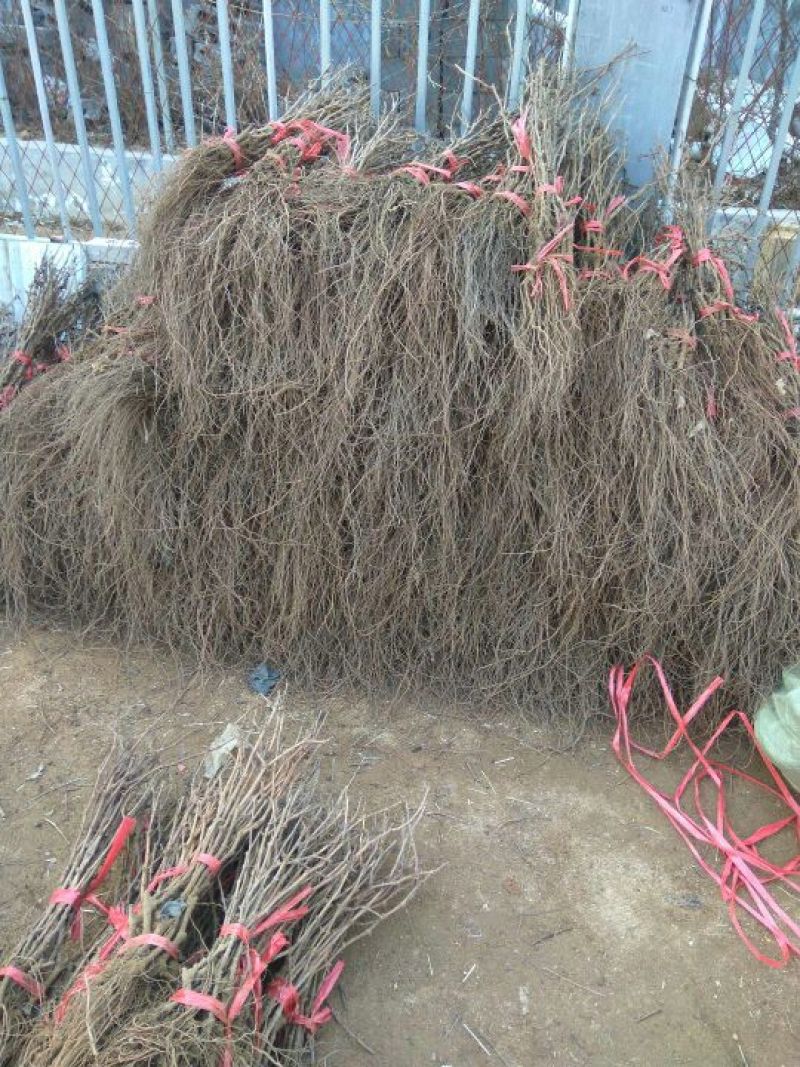 葡萄苗巨峰葡萄苗葡萄苗新品种葡萄苗批发