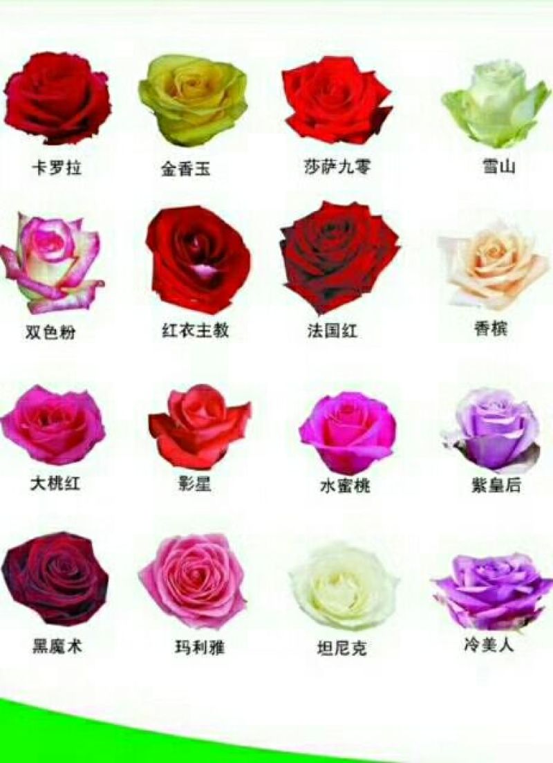 月季苗10~20cm全国包邮低价出售质量保证