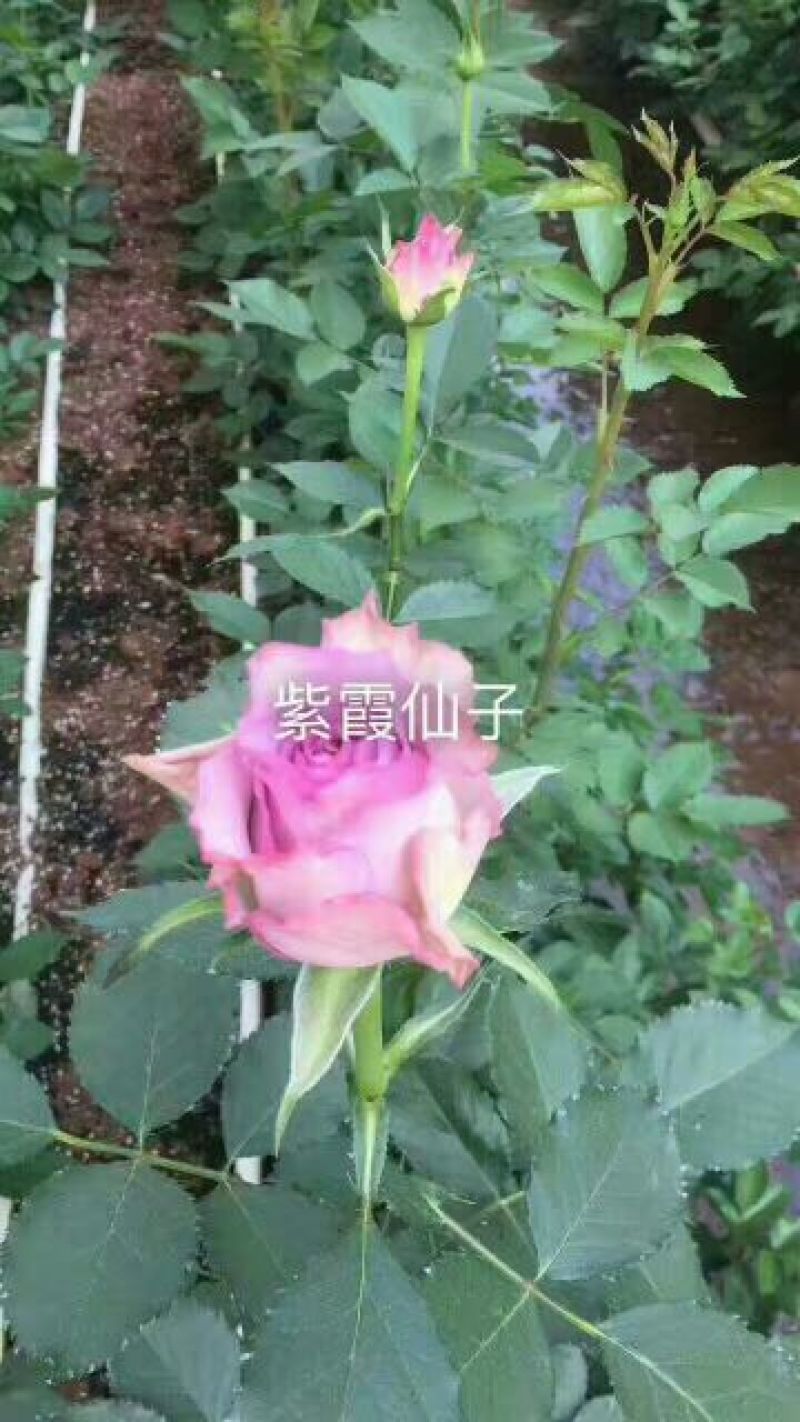 月季苗10~20cm全国包邮低价出售质量保证