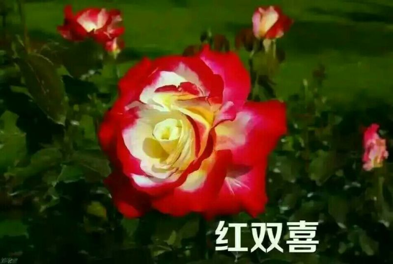 月季苗10~20cm全国包邮低价出售质量保证