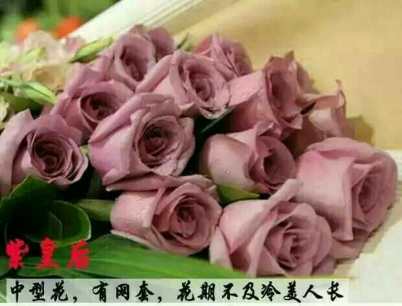月季苗10~20cm全国包邮低价出售质量保证