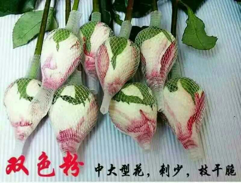 月季苗10~20cm全国包邮低价出售质量保证