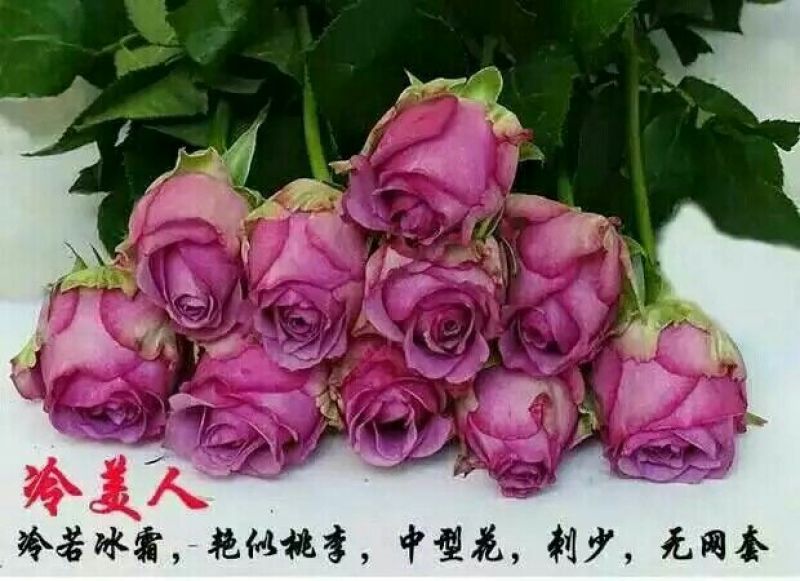 月季苗10~20cm全国包邮低价出售质量保证
