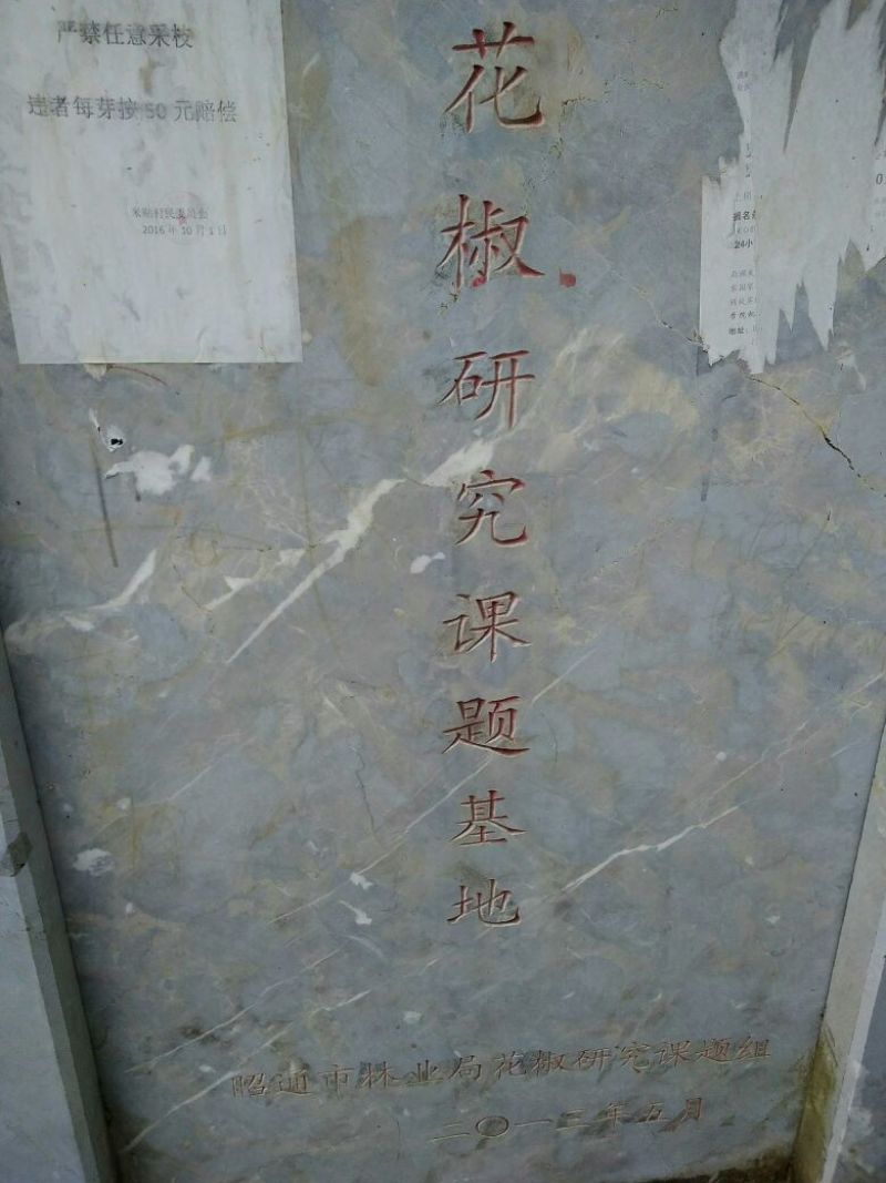花椒种子