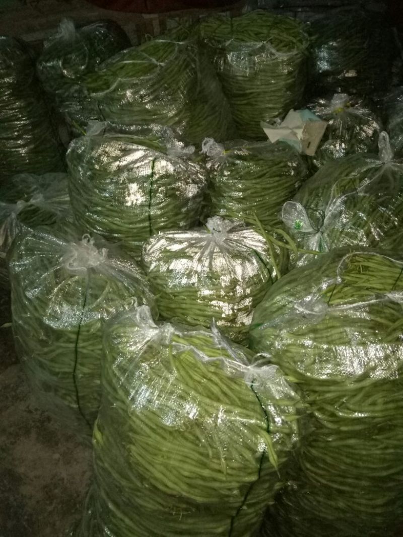 无筋豆30厘米以上