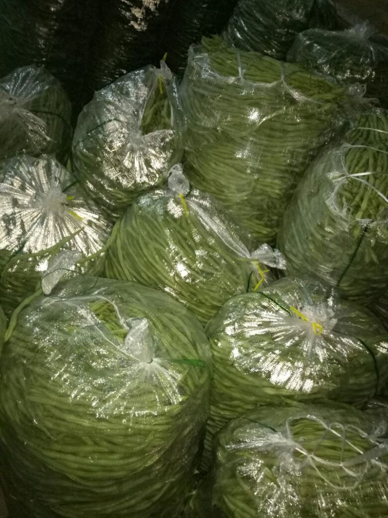 无筋豆30厘米以上